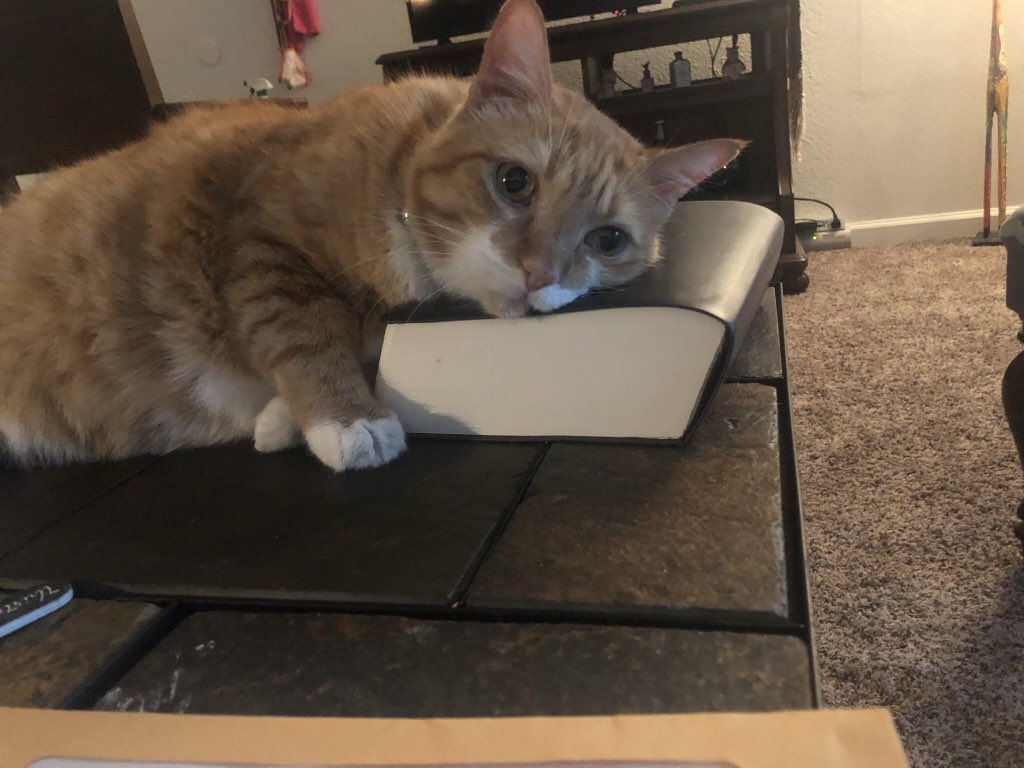 TasteeBig's tweet photo. #ZSHQ #CatsOfTwitter The ER found a nodule on his lung. He has quit throwing up. He was in diabetic ketoacidosis. Trying to get his blood sugar and treating the mystery nodule. He us still in the hospital, but out if ICU. https://t.co/CtU2tjS7hN