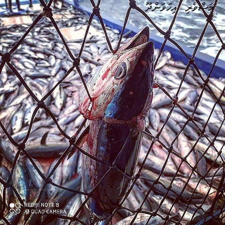 Ihavandhoo masverin, joashugai.
#މަސްވެރިއިހަވަންދޫ