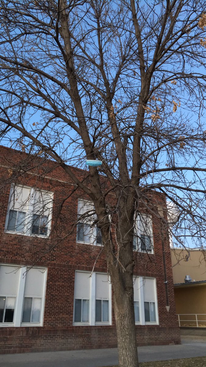 hhs_stdntcouncl's tweet photo. Breaking News: A HHS tree wore a mask to protect others. In all seriousness, remember to pick up after yourself! Have a good day bobcat nation! https://t.co/sve4zwjVgc