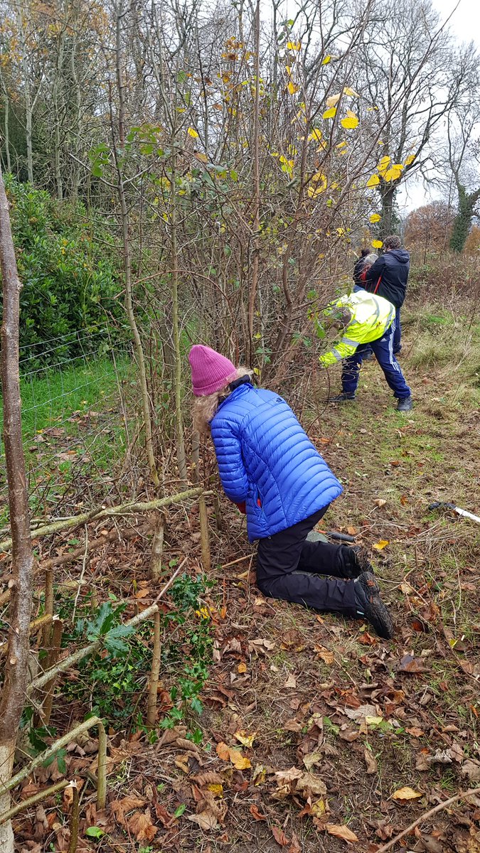 Our Back Yard visited Wepre Park last week to do some hedge laying.
Hedges are an important part of the British countryside. They act as corridors for wildlife and a food source and shelter for birds, insects and small mammals. <a href="/FlintshireCC/">Cyngor Sir y Fflint / Flintshire County Council</a> @wepre #hedgelaying #connahsquay