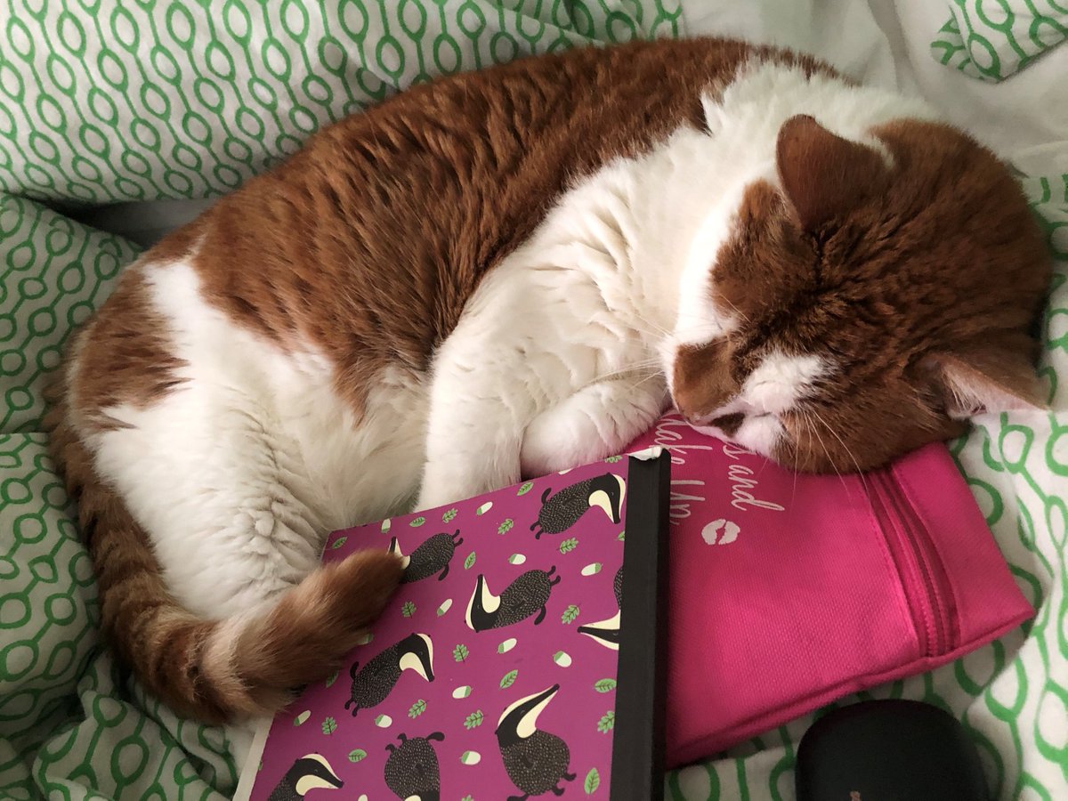 JoanneMGrant's tweet photo. It's a new week! 🥳I'll be going live later to super-charge your writing with some #MondayMotivation ✍️I'll be discussing Naming Characters &amp; revealing the story behind #editorkitty's real name 😹 Join me 5:30pm GMT/12:30pm EST #WritingCommunity  https://t.co/X2XM5HXxsZ https://t.co/Nib2Mo6YGQ