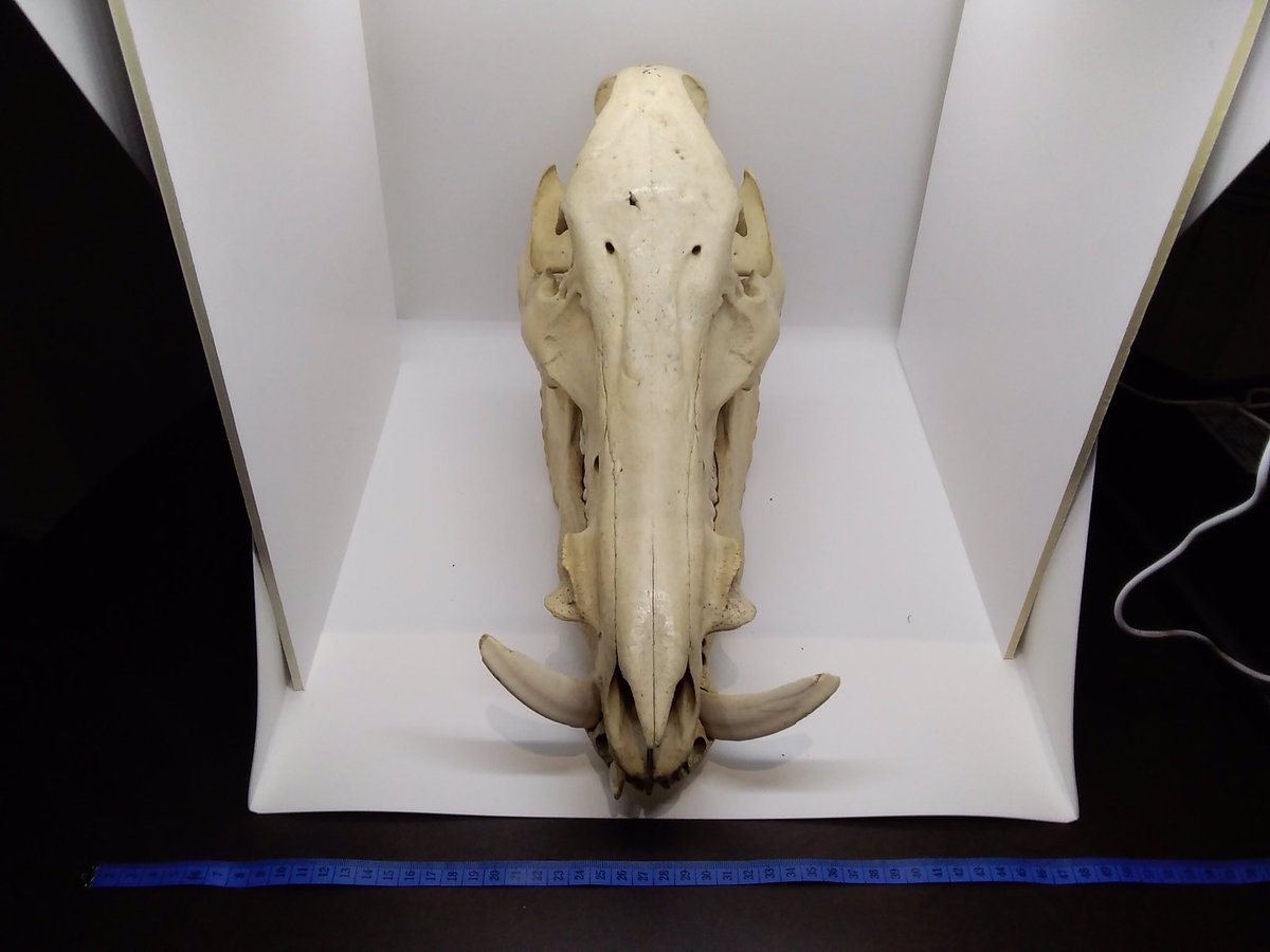 hunterlion16's tweet photo. This weeks item from @hastings_museum is a Wild Boar skull. This is particularly interesting, as when examined under UV light it revealed a date, 1830 and a word - Serrolxxium. What could this mean? Where did this skull come from? #whatsinthebox
#MysteryMonday https://t.co/bn1G5HrnFd