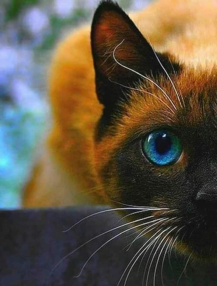 Majrh4's tweet photo. ليس گل من رسم أانثي ..أدرك محتواها
   وليس كل من جسدها حرفا ناال هواها
   وليس گل من تعمق فيها نال رضاها
   وليس گل من دخل قلبها
    گان مولاها هي/ بئر عميق
من يفهمها يخشاها 
ومن يقرائها روحا يگسب رضاها
ومن يغنيها لحنا يشدوا طربا بهواها ❤️ https://t.co/jN31noJSAh