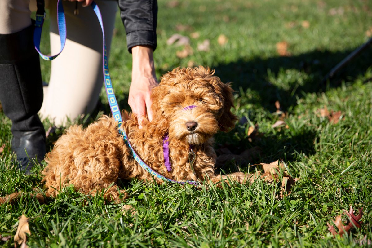 McDonoghSchool's tweet photo. Kindergarten ended Rights Week on a Pawsitive note last Friday with a Puppy Party! Having just finished studying the rights of domestic animals, students had a chance to meet a couple of campus residents of the four-footed and furry kind. #RightsWeek #Empathy #CharacterEducation https://t.co/fgCKuk23QW