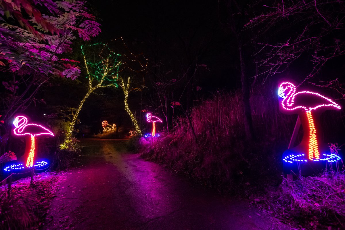 dferrari's tweet photo. Pittsburgh Friends: This is a must-do this holiday season in the ‘Burgh! Zoo Lights Drive-Thru at @PghZoo. Tickets must be purchased in advance, so get yours ASAP - https://t.co/HaanIBaMUk #ZooForAll #PghDriveThruZoo 🎄🐼🐯🦓 https://t.co/V47iBOlu2a