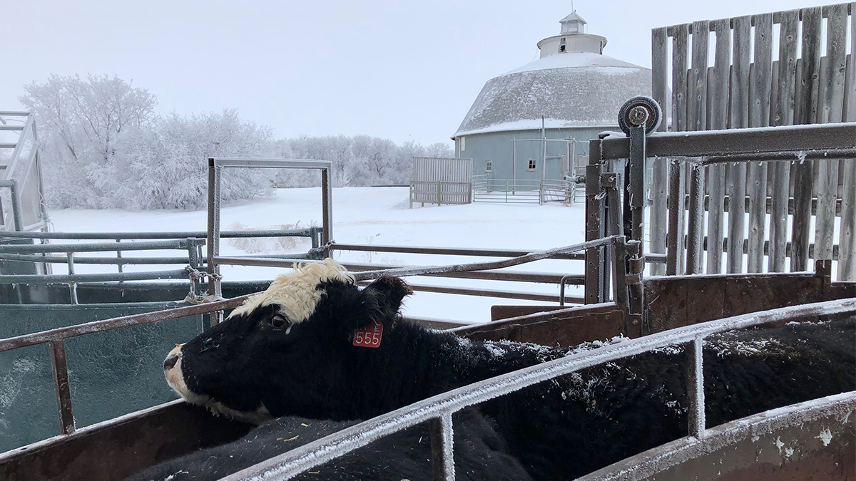 LFCE_usask's tweet photo. We've added @westernbeef fact sheets to our website. Check out some of the research conducted between 2010 and 2018 by @usask researchers @DrBart_Beef @kathy_a_larson @NathanWCVM  @Gregpenner3 Jeff Schoenau and others! https://t.co/yYBggy62Qy https://t.co/0zrdGsZm3d