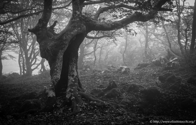 witchravenwood's tweet photo. Beautiful gray moon day in the woods today, moon in Pisces, ♓️ so a dreamy day indeed. I love to do my readings 🔮 on such a day, so much more is often revealed.... #forestmage https://t.co/MPU7xz1RBf