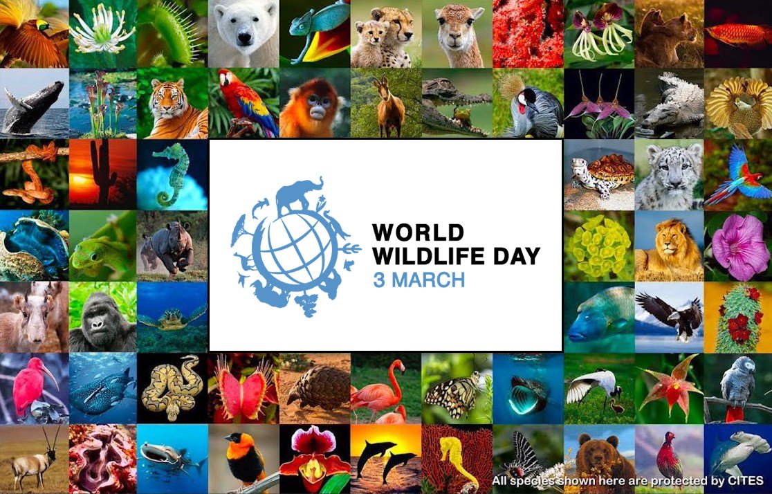 "Forests and livelihoods: sustaining people and planet" announced as the theme of #WorldWildlifeDay 2021 to celebrate the #livelihoods of communities who rely on #forests: bit.ly/3lYVh0r 

#WWD2021 #WWD #Wildlife #biodiversity #SDGs