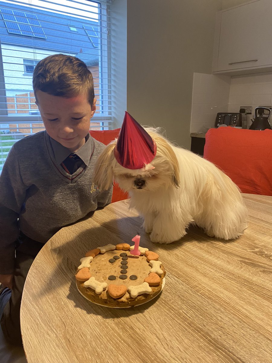 mgabriel84's tweet photo. Belles 1st Birthday 🐶🎂💞 https://t.co/rR7OfzHcud