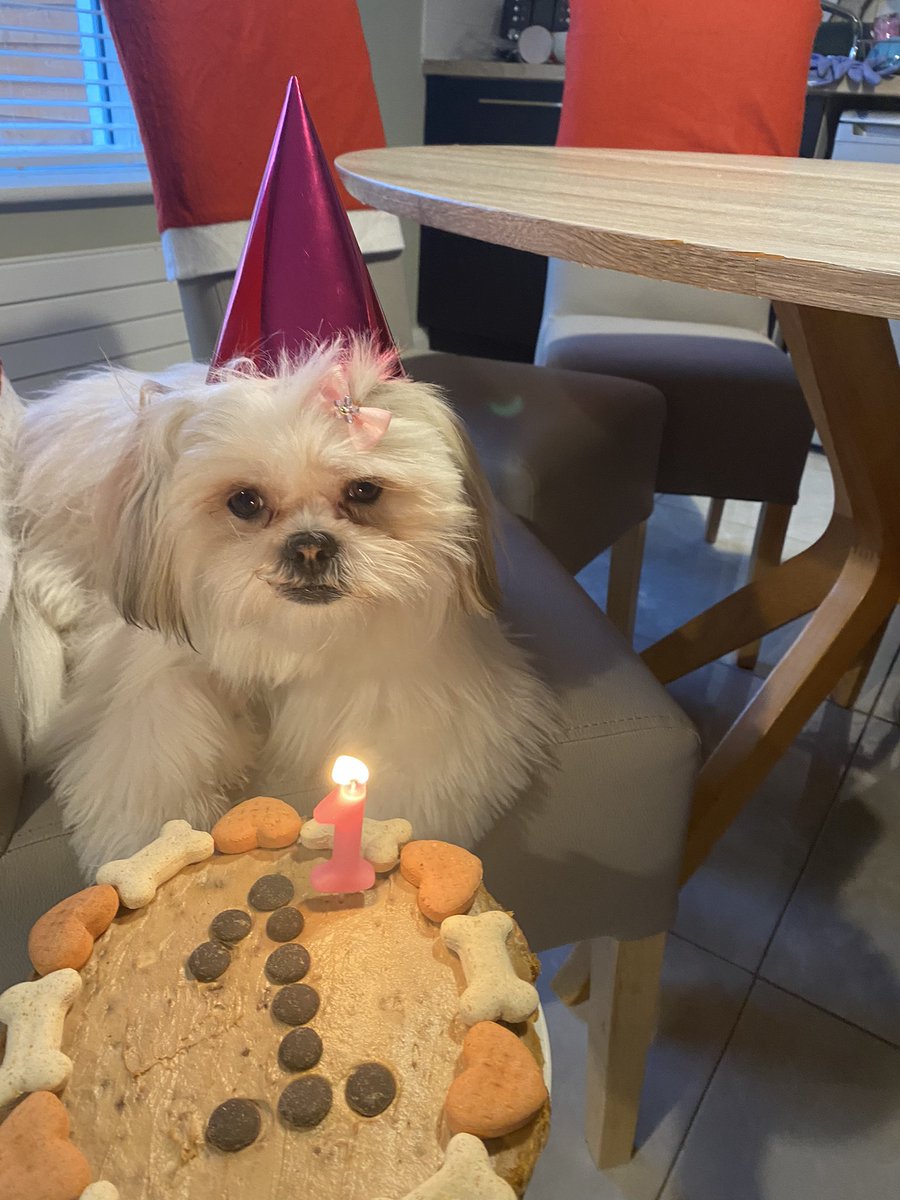 mgabriel84's tweet photo. Belles 1st Birthday 🐶🎂💞 https://t.co/rR7OfzHcud