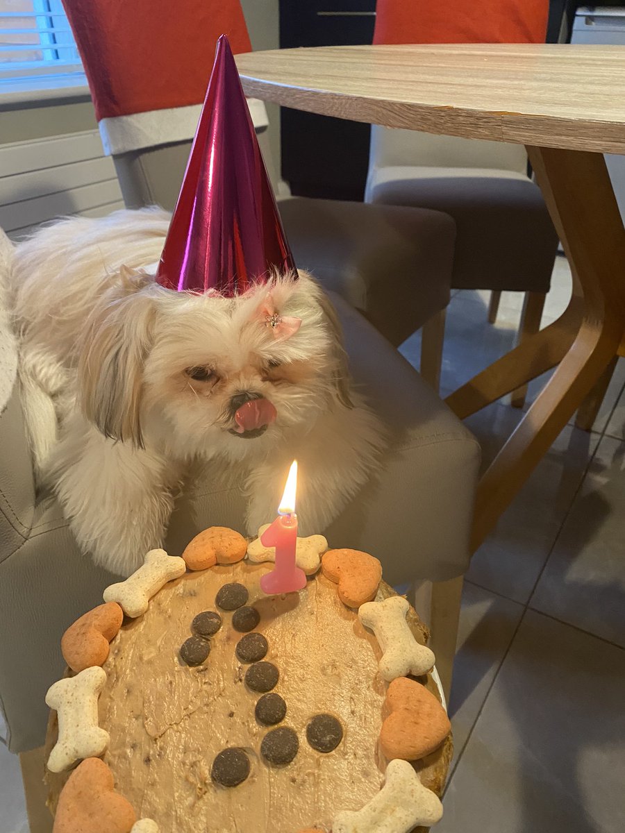mgabriel84's tweet photo. Belles 1st Birthday 🐶🎂💞 https://t.co/rR7OfzHcud