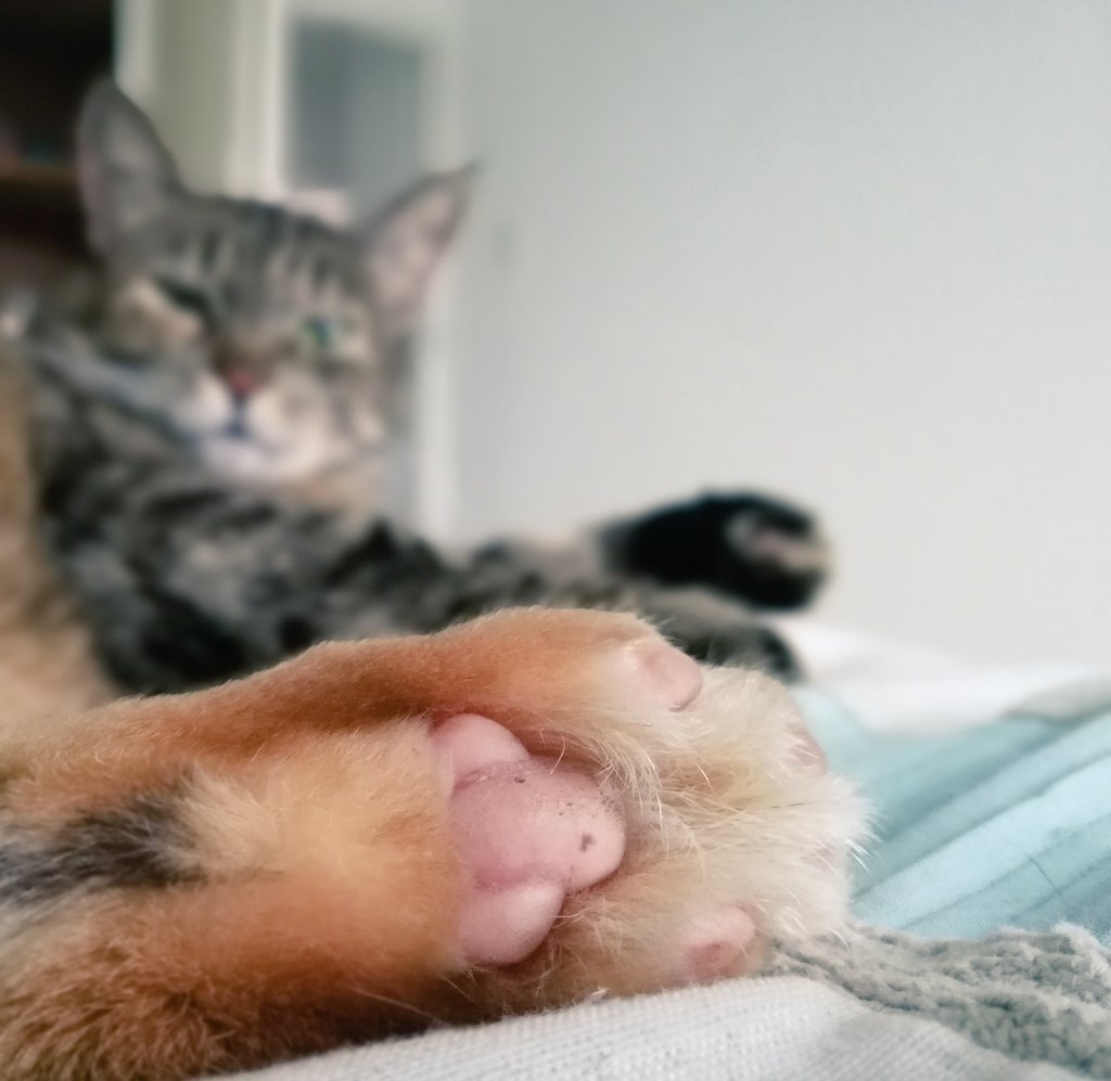 BenitaSays's tweet photo. Toe boontjies. And the look of disbelief that I would wake her up from sleep because I think her toesies are shooo cute. #smolface #sillybuggers https://t.co/WHDd5IBPsp
