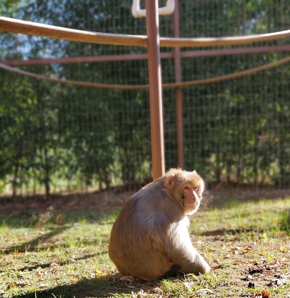 okprimates's tweet photo. Happy #MonkeyMonday to all! Here's Imon, retired from research. Imon lives with Pluto, and here, enjoys the sun. #primates https://t.co/3jXovca2Uk