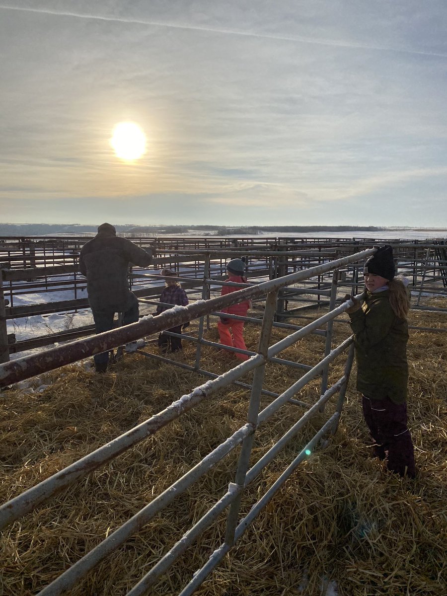 FentonRanch's tweet photo. Had a great crew to set up pens for sale day! #teachemyoung #herefords #ranchlife @FentonRanch @ranchhand_10 @CAN_Hereford https://t.co/Bmz3JpzMk8