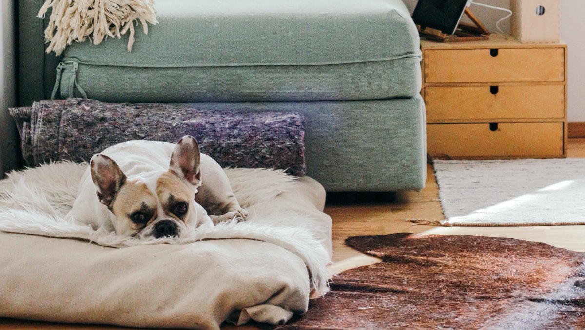 GreenFactorInc's tweet photo. Symptoms of an "uncomfortable" home: 
🔹 Drafty rooms
🔹 Cold floors
🔹 Rooms that are too hot or too cold
🔹 Allergies or asthma

If you're experiencing any of these issues, the Green Factor team is here to make your home comfortable again. Call us today! 1-785-504-4849 https://t.co/axpK6DOWnW