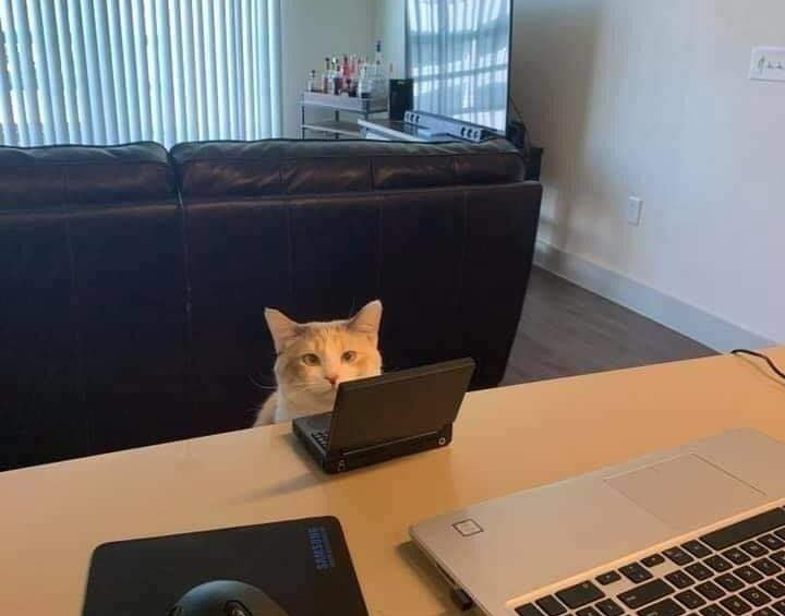 kedi t tweet media