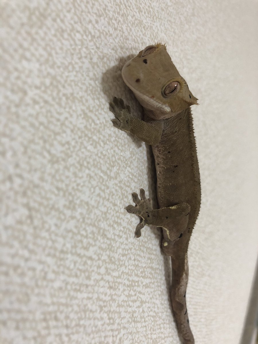 くわぁんたろう 我こそは壁チョロ系の申し子であるぞ クレステッドゲッコー ツケマヤモリ マツゲヤモリ オウカンミカドヤモリ T Co W6mms791b1 Twitter