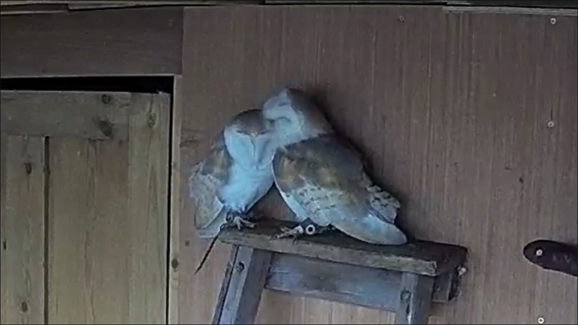 birdsandbeyond's tweet photo. Sibling love 🥰🦉 https://t.co/VpmspG8pGm