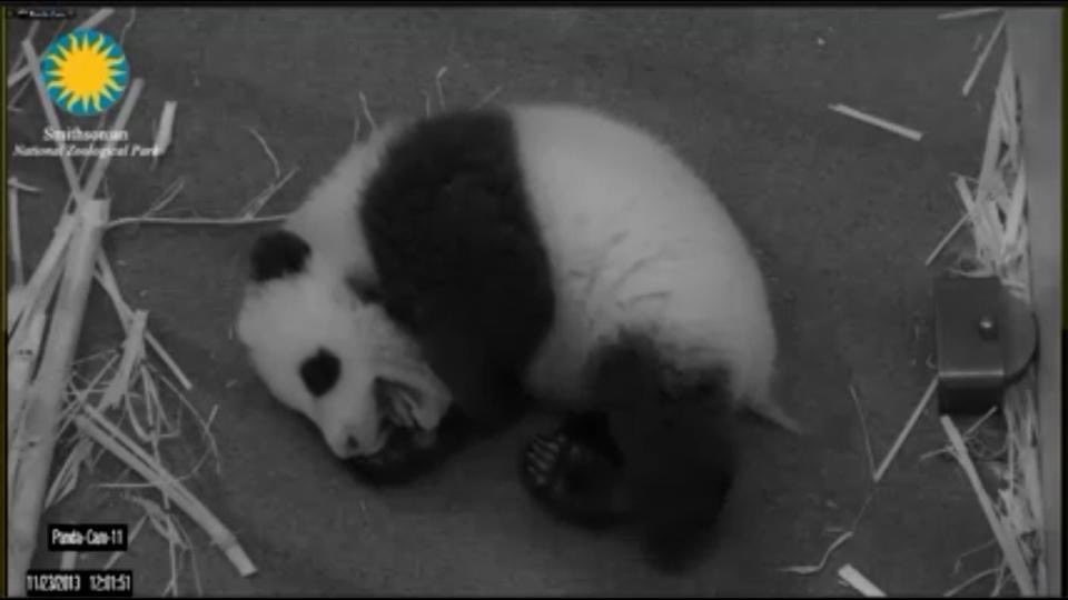 pinkypanda0823's tweet photo. Here’s a #MiniPandaMonday flashback of me!! #SoSweetSoPetite https://t.co/dbtkAxPOc2