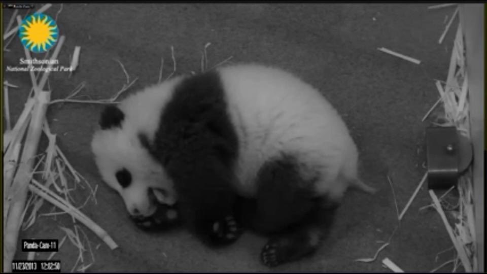 pinkypanda0823's tweet photo. Here’s a #MiniPandaMonday flashback of me!! #SoSweetSoPetite https://t.co/dbtkAxPOc2