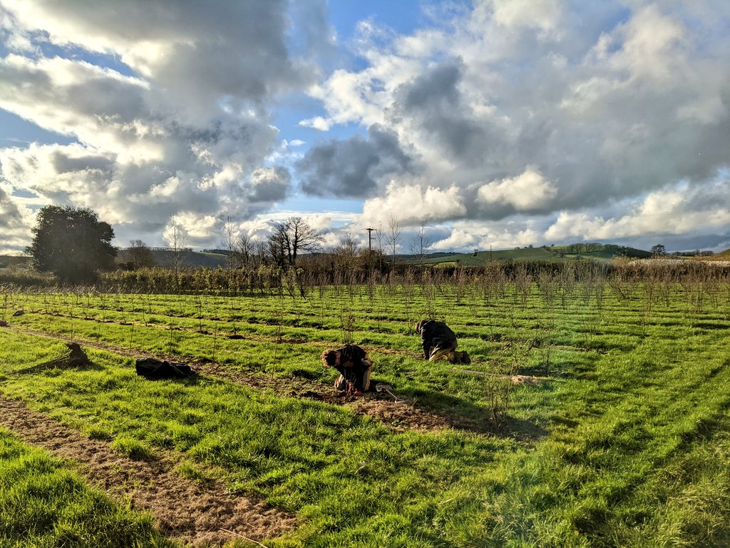 NewWoodTrees's tweet photo. We're planting 2500 trees this season - ready 2024/25 lifting season. All our trees are planted by hand to minimise soil compaction around the newly planted trees. #ukgrown #multistemtrees #soilhealth https://t.co/jsPI7t1yWF