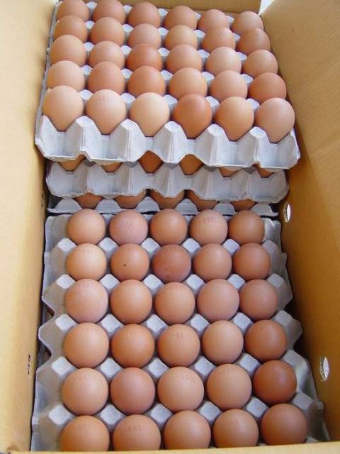 zonkezakhe_M's tweet photo. I would like to thank @startupafrimag for highliting @SheBlackPrinces. They now supply @brandsofafrika with fresh eggs. We are happy with their service &amp; products as we look forward to ordering more eggs from them. #MadeInAfrica #BrandsOfAfrika 
#BlackFridayDeals #BlackFriday2020 https://t.co/qEN4DEhTet