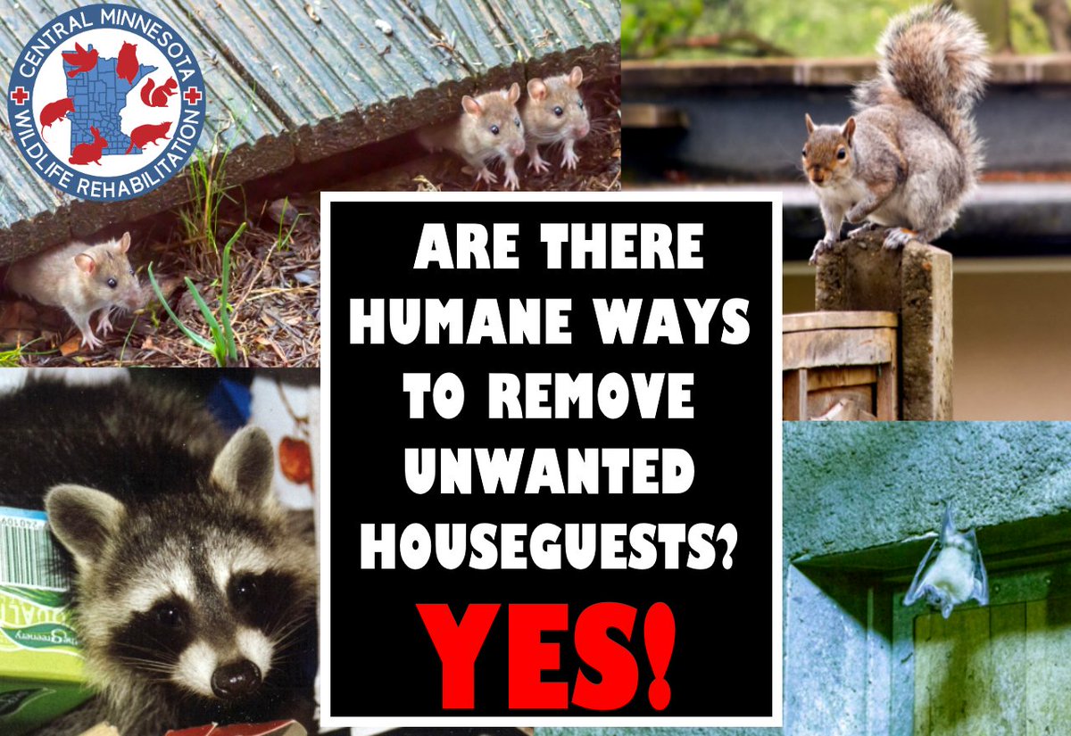 CtrlMNWildlife's tweet photo. If you have unwanted wildlife trying to make a home in your attic, garage, or some other unwanted place- take a look at these humane removal tips from Wildlife Removal USA. 
https://t.co/fvGAZspFEM
It is possible to evict your unwanted houseguests in a humane manner! #animals https://t.co/OrMBJ8b6eq