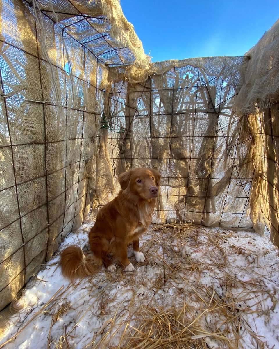 alberta_bha's tweet photo. #waterfowling in comfort.  What setup do you use? #ducks #dogsofinstagram #canadageese #Waterfowl #adventuring #alberta #bhaalberta #keepitpublic #publiclandowner #bhacanada #duck #duckhunting #geesehunting  #albertahunting #huntalberta #albertawaterfowl #toller Ph: Kyle S. https://t.co/5kBU4Dpdb0
