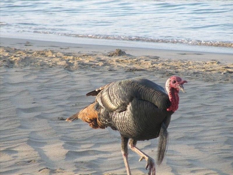 Just a reminder that we will be closed on Thanksgiving Day! 🧡🤎💛 #gobblegobble