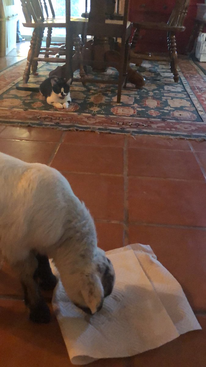 ajonesmesd's tweet photo. Some@of my helpers https://t.co/jMYdfeH20V