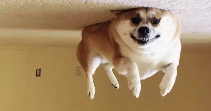 FNFryUp's tweet photo. Local News:
A distraught Royal Crescent resident returned home yesterday to find her pet dog pinned to the ceiling, having become hyper-statically charged from dry-humping the footstool. 

#FridayNightFryUp #RadioBath #AVoiceForBath #AVoiceForFrying #BathCity #dog https://t.co/6IeQX2atDj