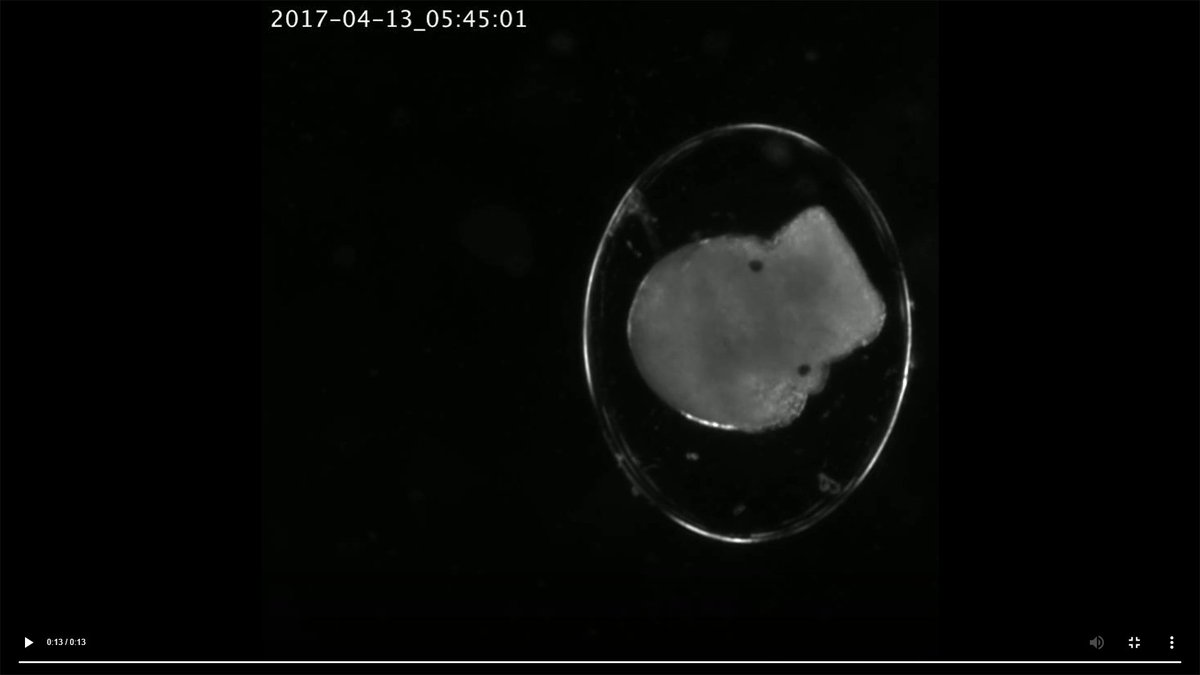 Tom_MBIO's tweet photo. I know it's no longer Halloween season... BUT, one of our volunteers said this guy looks like a little human skull and I just find that adorable. @EmbryoPhenomics https://t.co/bxMKdxHpcp