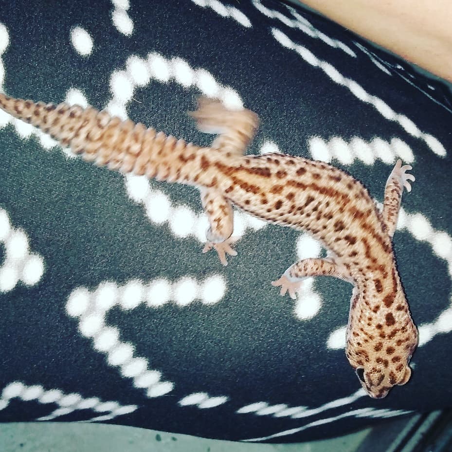 customcreatures's tweet photo. Don't forget about our Thanksgiving raffle ending soon!!! Meanwhile come on in and see a me cool creatures! Here are just a few!
#surinamboa #fatailskink ( fancy morphs)  #mountainhorneddragon https://t.co/jeXGVAUzHY