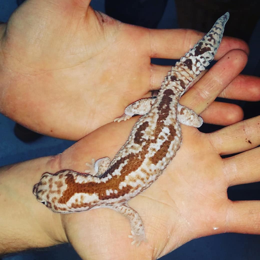 customcreatures's tweet photo. Don't forget about our Thanksgiving raffle ending soon!!! Meanwhile come on in and see a me cool creatures! Here are just a few!
#surinamboa #fatailskink ( fancy morphs)  #mountainhorneddragon https://t.co/jeXGVAUzHY