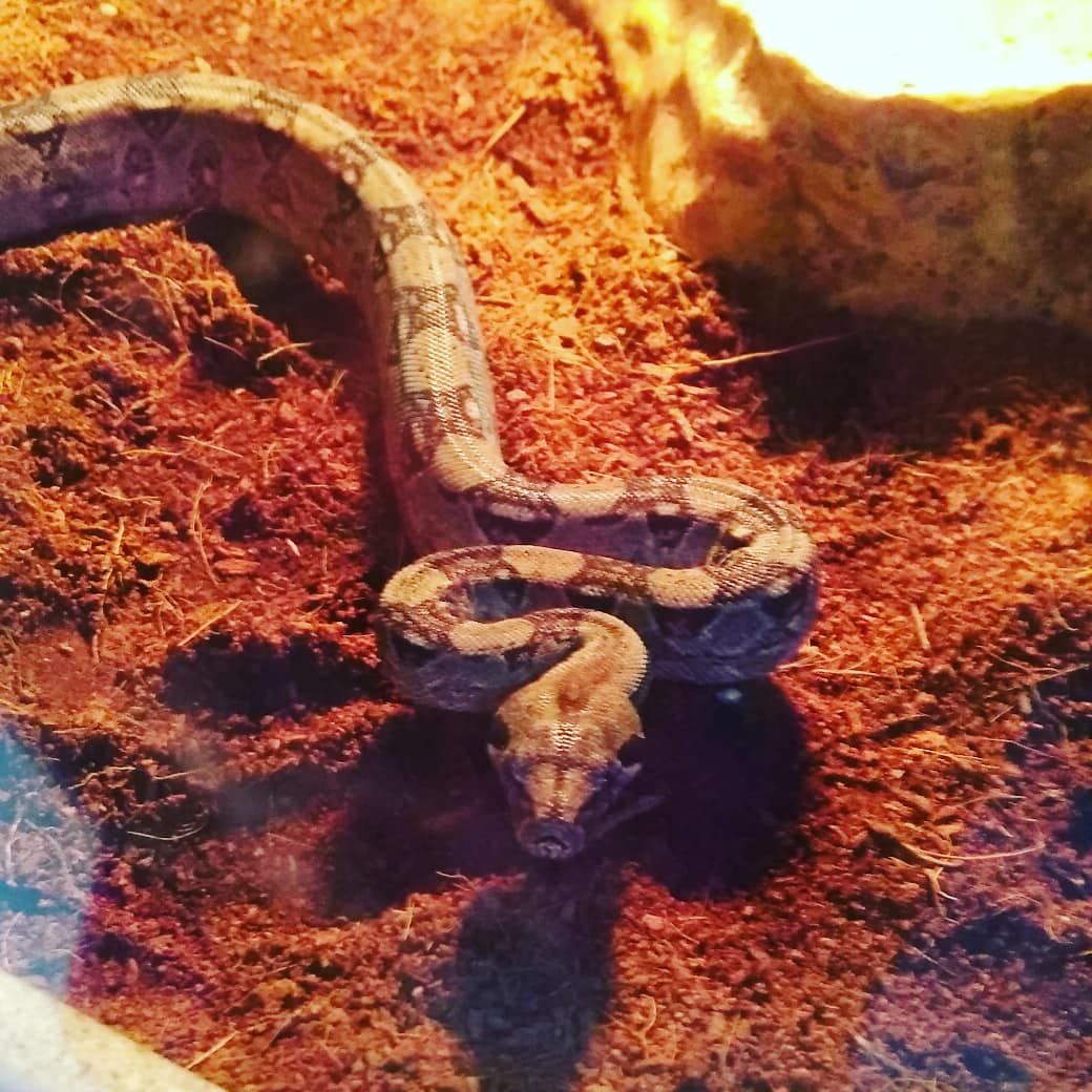 customcreatures's tweet photo. Don't forget about our Thanksgiving raffle ending soon!!! Meanwhile come on in and see a me cool creatures! Here are just a few!
#surinamboa #fatailskink ( fancy morphs)  #mountainhorneddragon https://t.co/jeXGVAUzHY