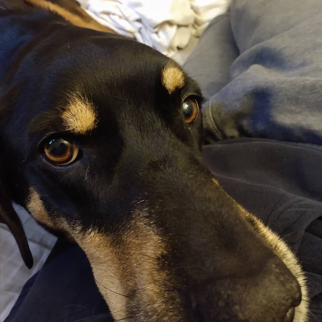bestdanwallace's tweet photo. Happy #Woolfenoot everyone! Be kind to doggos! https://t.co/UFA4Hc7n0r