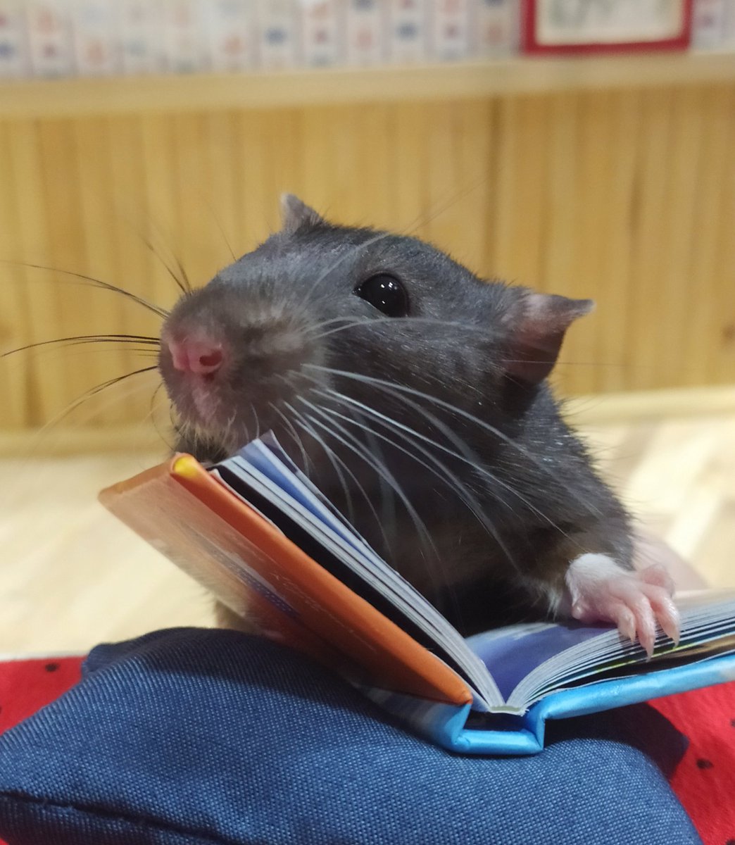 She's learning to read🐭📙✨