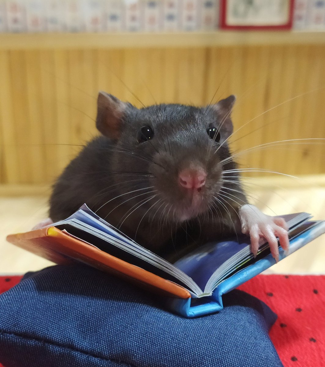 rat_manechka's tweet photo. She's learning to read🐭📙✨ https://t.co/sGIBS7Yy1D