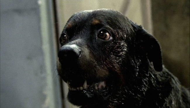 amores perros cofi amores perros cofi