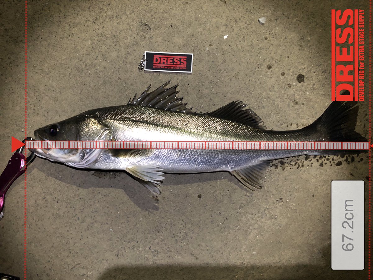 ひょーご 今日も那珂川シーバス1時間 2匹目は死にそうだったのでお持ち帰りでした