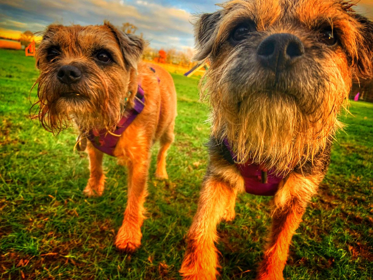 ScrappyN's tweet photo. Been to agility pals.... nailed it #ScrappyNelson #dogsoftwitter #MondayMotivation #Ruffwear #Ruffweardogs #FrontRangeHarness https://t.co/shsbRazCpo