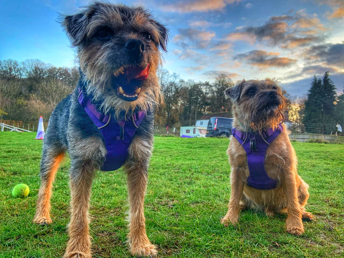ScrappyN's tweet photo. Been to agility pals.... nailed it #ScrappyNelson #dogsoftwitter #MondayMotivation #Ruffwear #Ruffweardogs #FrontRangeHarness https://t.co/shsbRazCpo