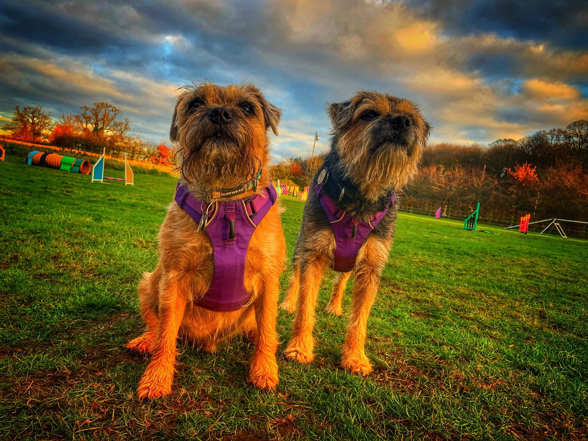 ScrappyN's tweet photo. Been to agility pals.... nailed it #ScrappyNelson #dogsoftwitter #MondayMotivation #Ruffwear #Ruffweardogs #FrontRangeHarness https://t.co/shsbRazCpo