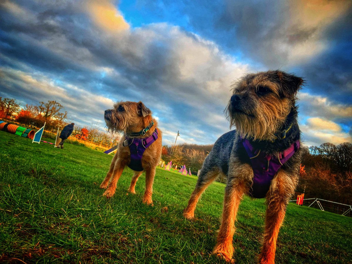 ScrappyN's tweet photo. Been to agility pals.... nailed it #ScrappyNelson #dogsoftwitter #MondayMotivation #Ruffwear #Ruffweardogs #FrontRangeHarness https://t.co/shsbRazCpo