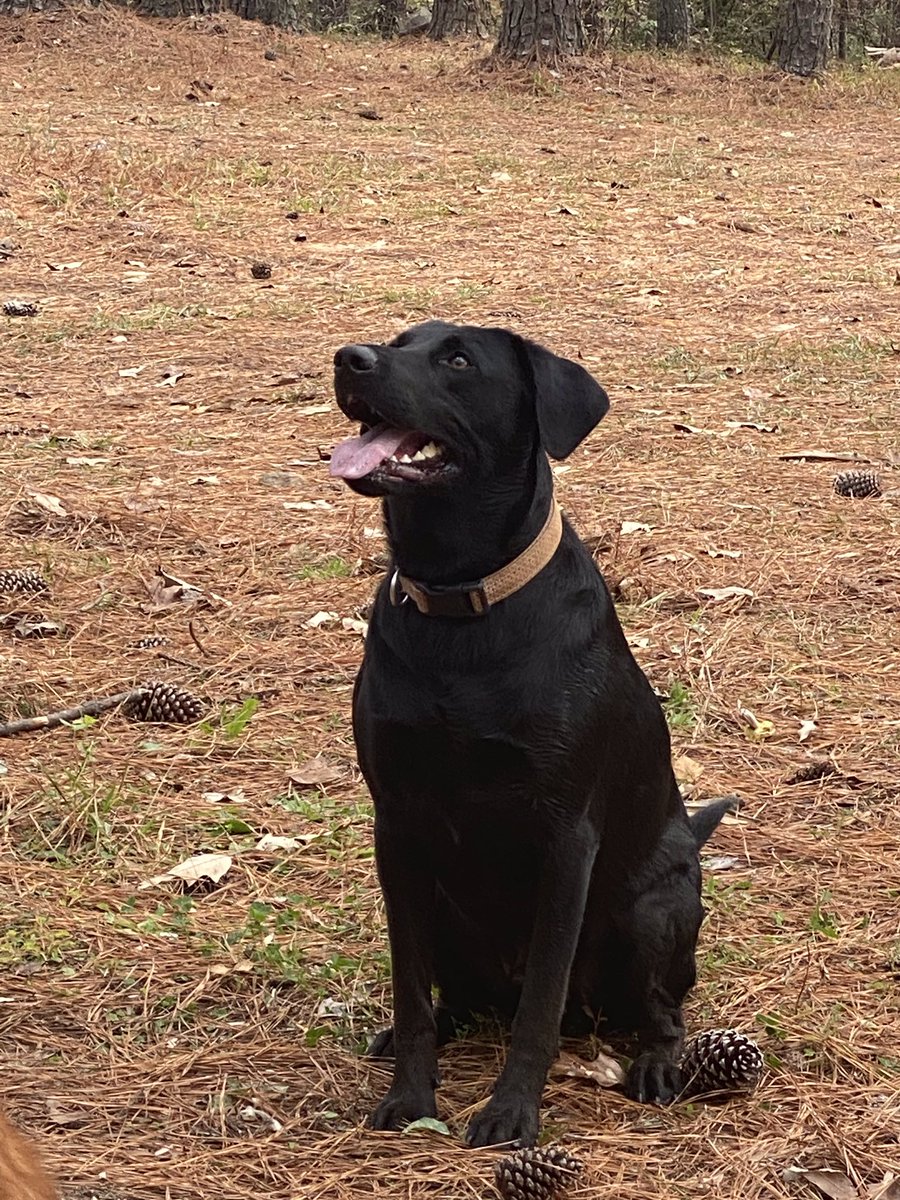 GretchInThe205's tweet photo. #Stickfixation #Baxterisms #CrazyCanine https://t.co/xDpC94hHss