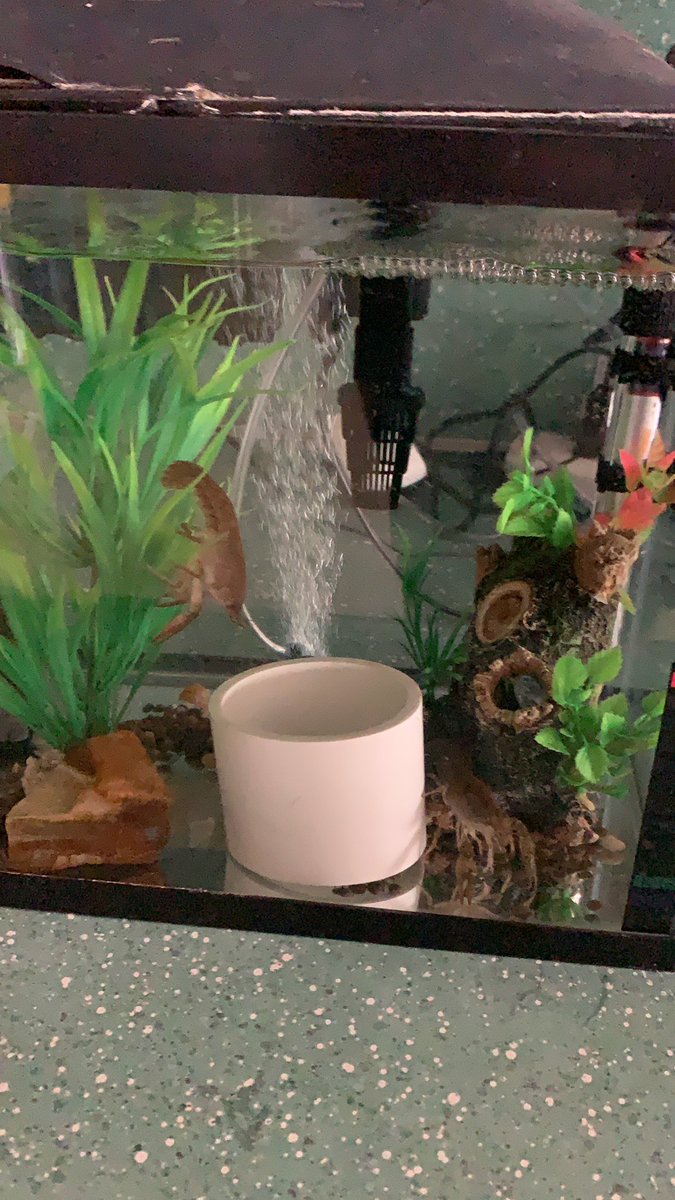 LyncrestSchool's tweet photo. Our new 4th grade friends! Let the crayfish exploration begin! #lyncreststars https://t.co/Uiko0G0Mkn