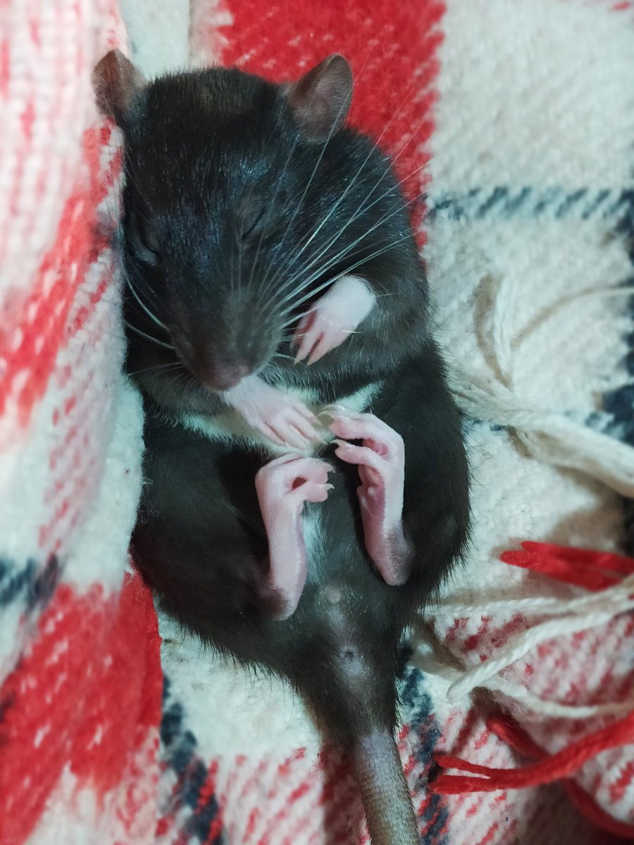 rat_manechka's tweet photo. She seems comfortable😴🐭🐾 https://t.co/mNIwAvEgLU