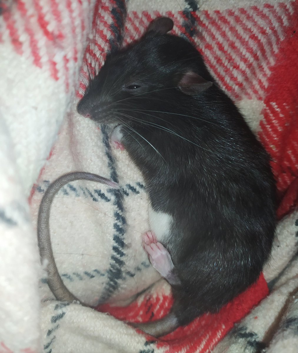 She seems comfortable😴🐭🐾