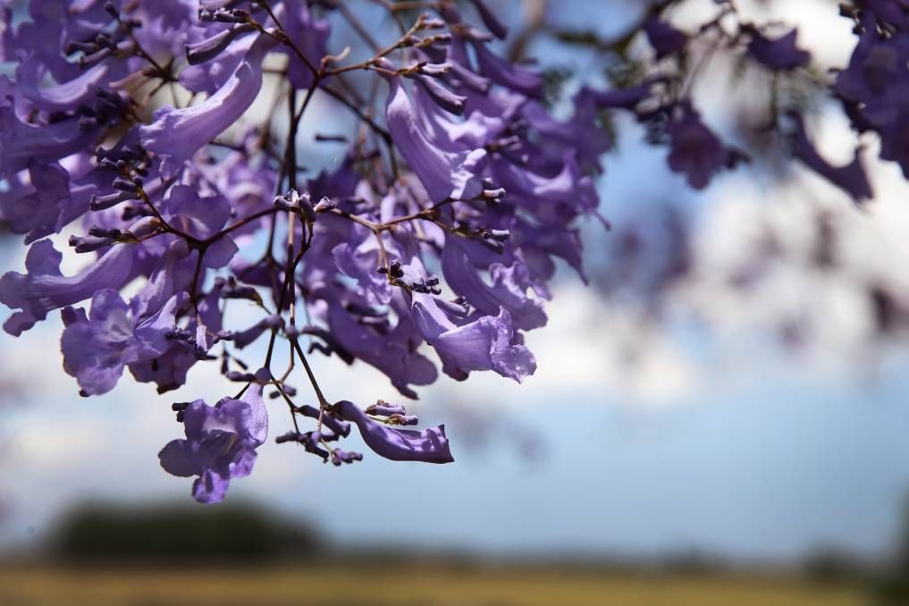 mexdesconocido's tweet photo. Además de ser hermosas, las jacarandas tienen muchas propiedades para la salud. ¡Aquí te decimos cuáles! https://t.co/RlqXvvUj91 https://t.co/YoFcp8GIk6