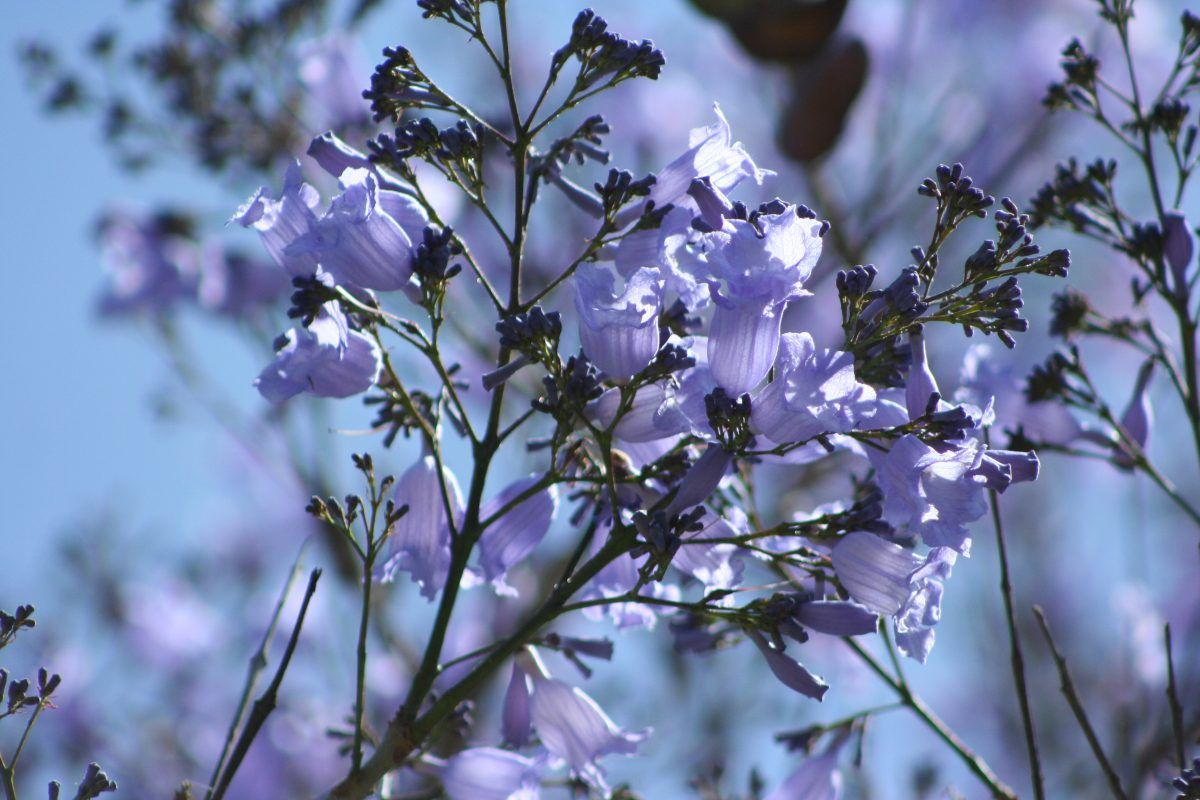 mexdesconocido's tweet photo. Además de ser hermosas, las jacarandas tienen muchas propiedades para la salud. ¡Aquí te decimos cuáles! https://t.co/RlqXvvUj91 https://t.co/YoFcp8GIk6